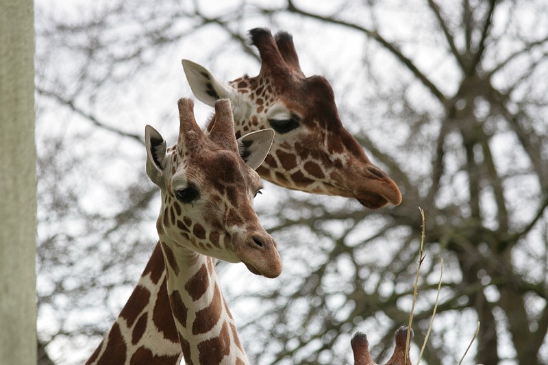 Fotoclubje Blijdorp 2008-88.jpg